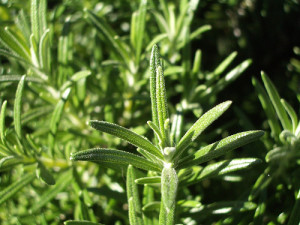 Rosemary