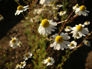 German Chamomile