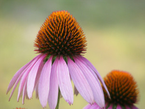 Echinacea purpurea -- coneflower
