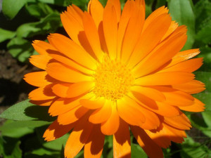 Calendula