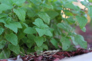 lemonbalm